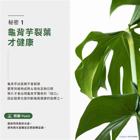 龜背芋 室內|【室內觀葉植物】綠手指必知的龜背芋5個秘密，加碼。